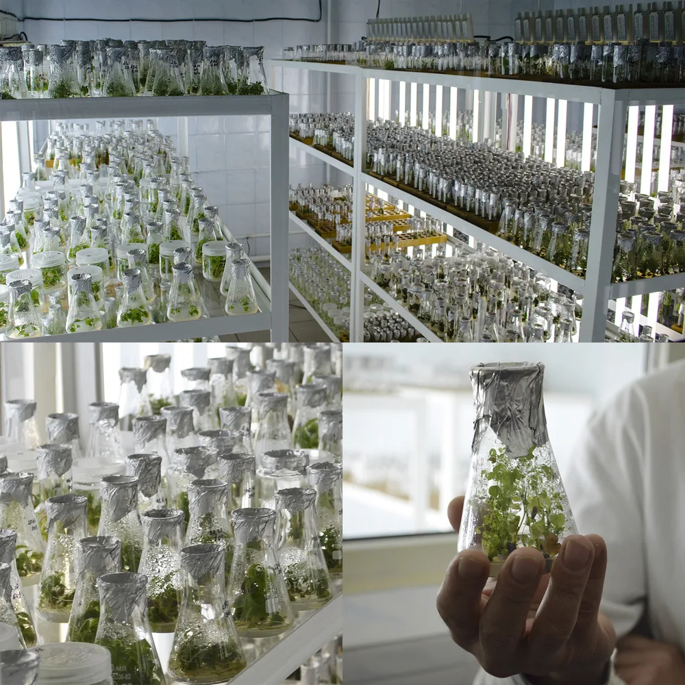 Shelves of tissue-culture flasks at commercial lab scale