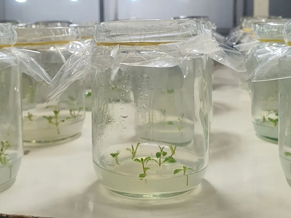 Rows of sealed culture jars with young plantlets