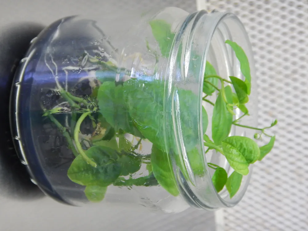 A single Passiflora tissue-culture jar with lush green growth