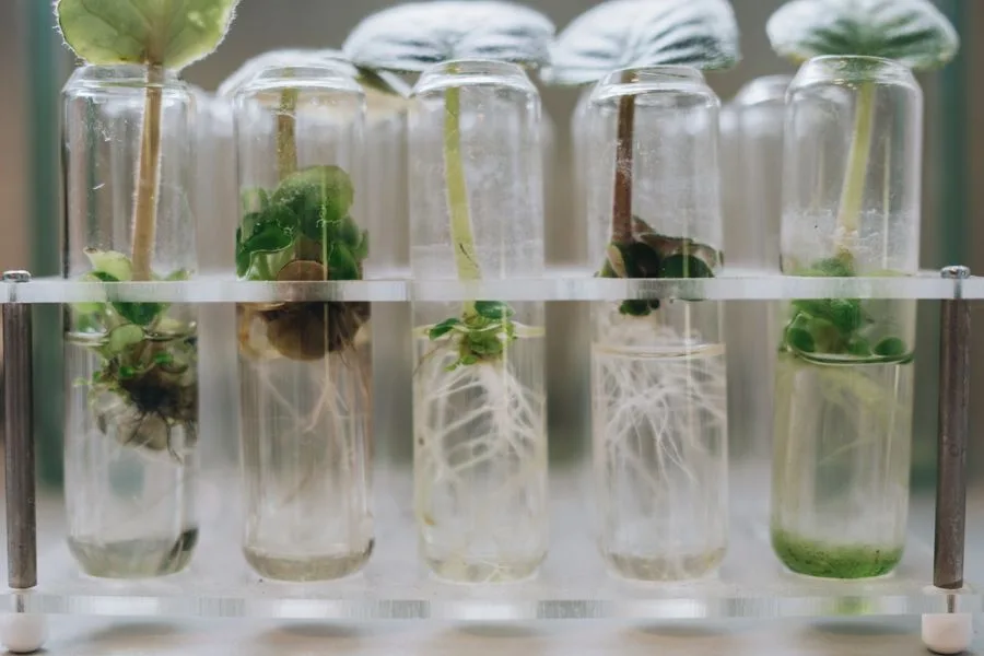 In-vitro plantlets with visible roots in culture tubes